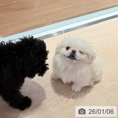 和歌山県のペキニーズ (ペットプラス 和歌山店/2025年10月4日生まれ/女の子/クリーム)の子犬の4枚目の画像