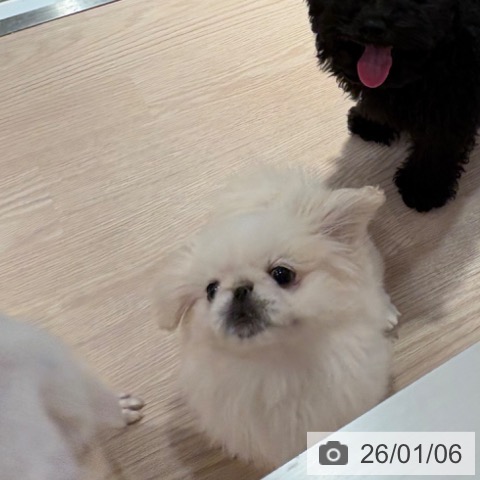 和歌山県のペキニーズ (ペットプラス 和歌山店/2025年10月4日生まれ/女の子/クリーム)の子犬の3枚目の画像