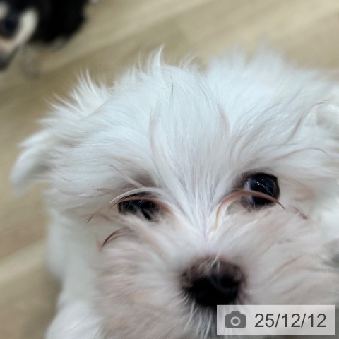 マルチーズの写真