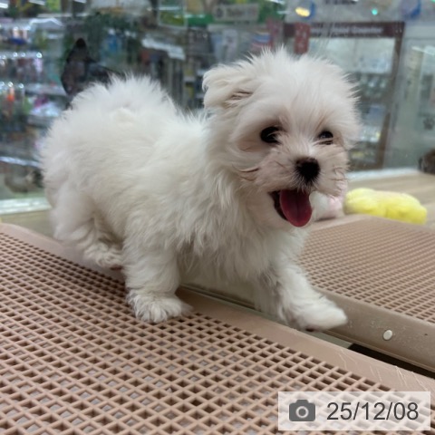 大阪府のマルチーズ (ペットプラス 松原店/2025年10月2日生まれ/男の子/ホワイト)の子犬の4枚目の画像