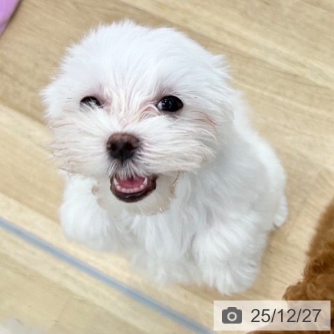 大阪府のマルチーズ (ペットプラス 松原店/2025年10月2日生まれ/男の子/ホワイト)の子犬の4枚目の画像