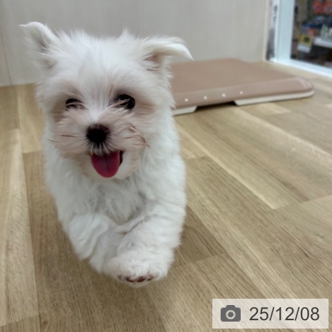 大阪府のマルチーズ (ペットプラス 松原店/2025年10月2日生まれ/男の子/ホワイト)の子犬の3枚目の画像