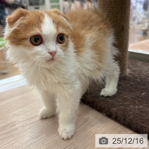 大阪府のスコティッシュフォールド (ペットプラス 大阪ドームシティ店/2025年9月28日生まれ/女の子/レッドタビーホワイト)の子猫の4枚目の画像