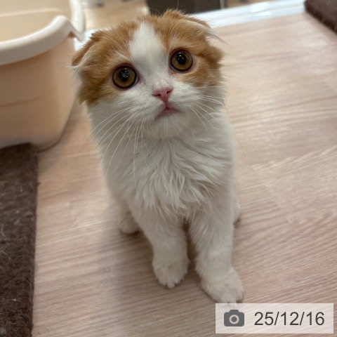 大阪府のスコティッシュフォールド (ペットプラス 大阪ドームシティ店/2025年9月28日生まれ/女の子/レッドタビーホワイト)の子猫の3枚目の画像