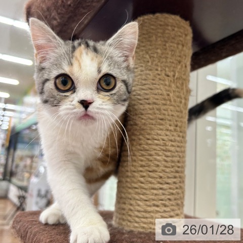 大阪府のスコティッシュフォールド (ペットプラス 松原店/2025年9月26日生まれ/女の子/シルバーパッチドタビーホワイト)の子猫の4枚目の画像
