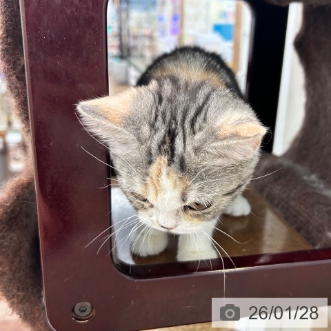 大阪府のスコティッシュフォールド (ペットプラス 松原店/2025年9月26日生まれ/女の子/シルバーパッチドタビーホワイト)の子猫の3枚目の画像