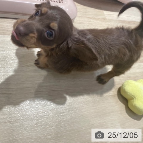 ミニチュア・ダックスフンドの写真