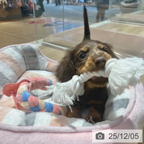 ミニチュア・ダックスフンドの写真