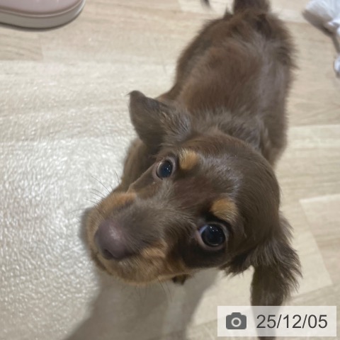 ミニチュア・ダックスフンドの写真