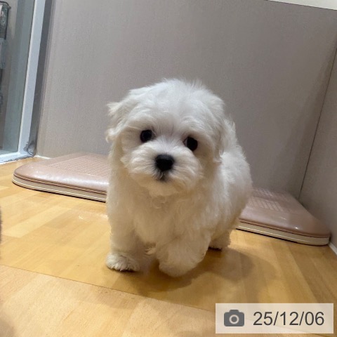 マルチーズの写真