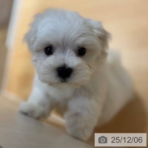 マルチーズの写真