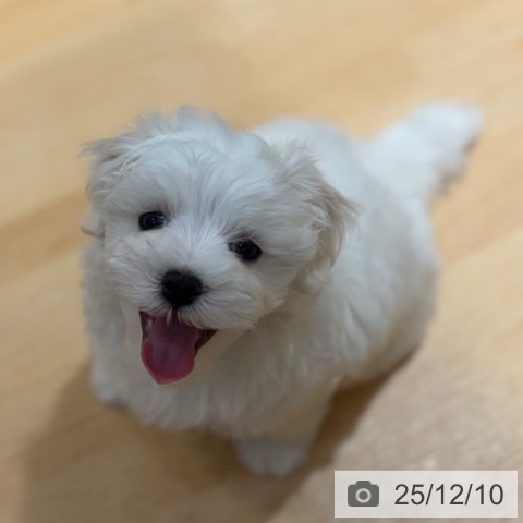奈良県のマルチーズ (ペットプラス 大和郡山店/2025年10月2日生まれ/男の子/ホワイト)の子犬の4枚目の画像