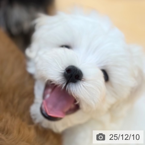 奈良県のマルチーズ (ペットプラス 大和郡山店/2025年10月2日生まれ/男の子/ホワイト)の子犬の3枚目の画像