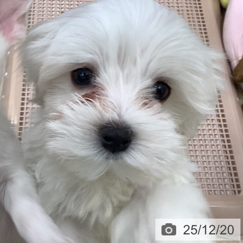 大阪府のマルチーズ (ペットプラス 鶴見店/2025年10月2日生まれ/男の子/ホワイト)の子犬の3枚目の画像