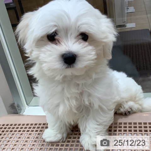 大阪府のマルチーズ (ペットプラス 鶴見店/2025年10月2日生まれ/男の子/ホワイト)の子犬の3枚目の画像