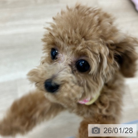 大阪府のトイプードル(トイ) (ペットプラス 松原店/2025年7月5日生まれ/女の子/オレンジフォーン)の子犬の3枚目の画像