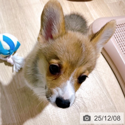 ウェルシュ・コーギー・ペンブロークの写真