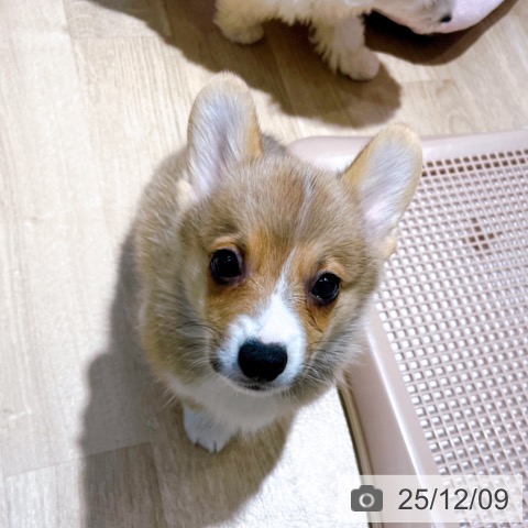 ウェルシュ・コーギー・ペンブロークの写真