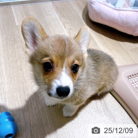 ウェルシュ・コーギー・ペンブロークの写真