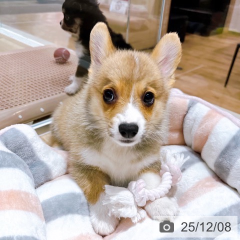 ウェルシュ・コーギー・ペンブロークの写真