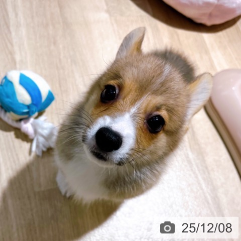 ウェルシュ・コーギー・ペンブロークの写真