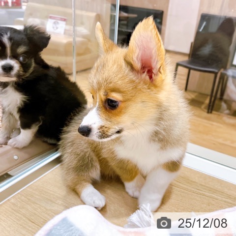 ウェルシュ・コーギー・ペンブロークの写真