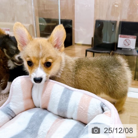 ウェルシュ・コーギー・ペンブロークの写真