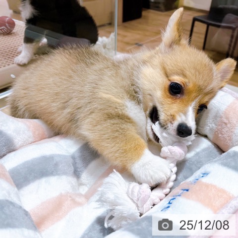 ウェルシュ・コーギー・ペンブロークの写真