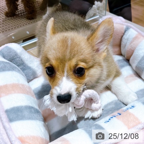 ウェルシュ・コーギー・ペンブロークの写真