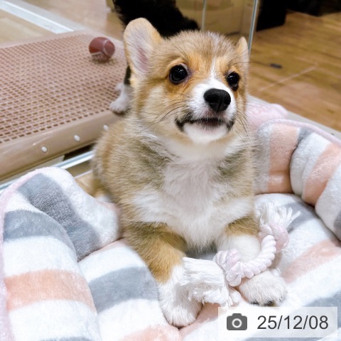 ウェルシュ・コーギー・ペンブロークの写真