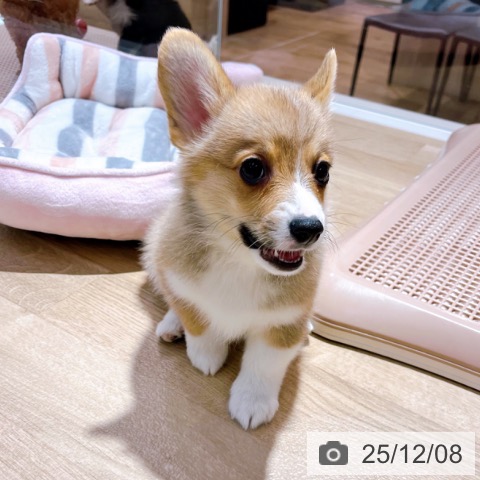 ウェルシュ・コーギー・ペンブロークの写真