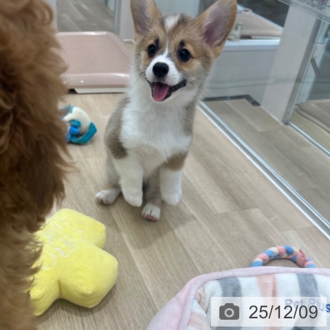 ウェルシュ・コーギー・ペンブロークの写真