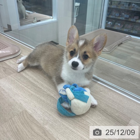 ウェルシュ・コーギー・ペンブロークの写真