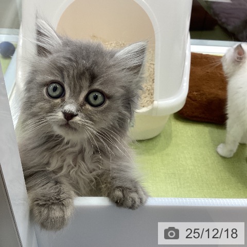 大阪府のミヌエット (ペットプラス ららぽーと和泉店/2025年10月5日生まれ/男の子/ブルータビー)の子猫の3枚目の画像