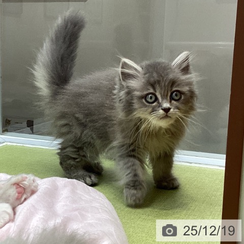 大阪府のミヌエット (ペットプラス ららぽーと和泉店/2025年10月5日生まれ/男の子/ブルータビー)の子猫の4枚目の画像