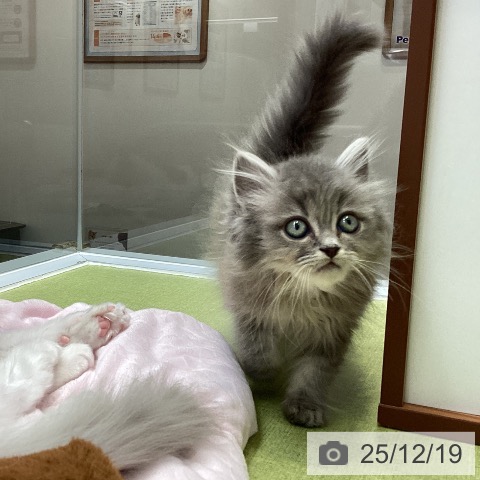 大阪府のミヌエット (ペットプラス ららぽーと和泉店/2025年10月5日生まれ/男の子/ブルータビー)の子猫の3枚目の画像