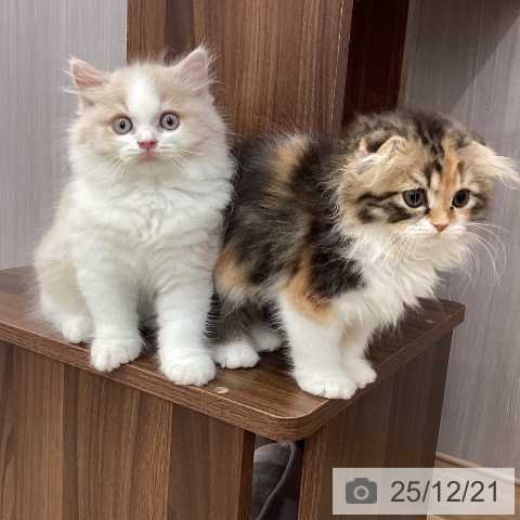 新潟県のスコティッシュフォールド (ペットプラス 新潟南店/2025年10月5日生まれ/男の子/クリームタビーホワイト)の子猫の3枚目の画像