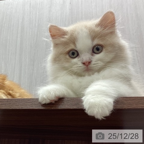 新潟県のスコティッシュフォールド (ペットプラス 新潟南店/2025年10月5日生まれ/男の子/クリームタビーホワイト)の子猫の4枚目の画像