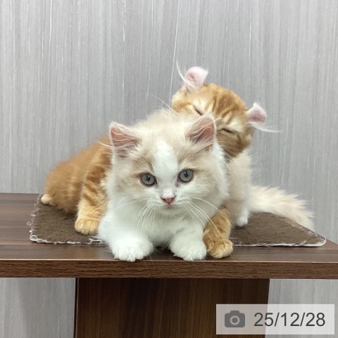 新潟県のスコティッシュフォールド (ペットプラス 新潟南店/2025年10月5日生まれ/男の子/クリームタビーホワイト)の子猫の3枚目の画像