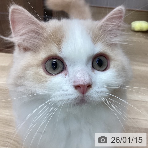 新潟県のスコティッシュフォールド (ペットプラス 新潟南店/2025年10月5日生まれ/男の子/クリームタビーホワイト)の子猫の4枚目の画像