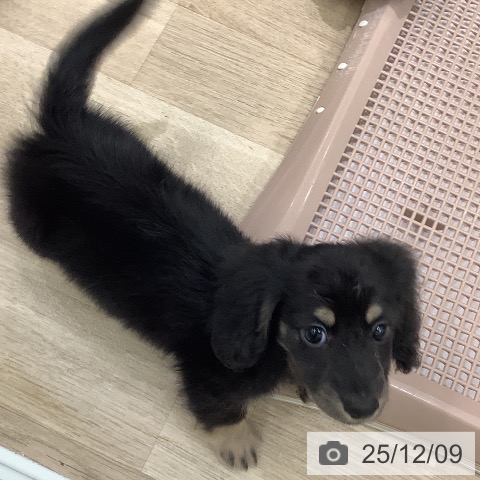 ミニチュア・ダックスフンドの写真