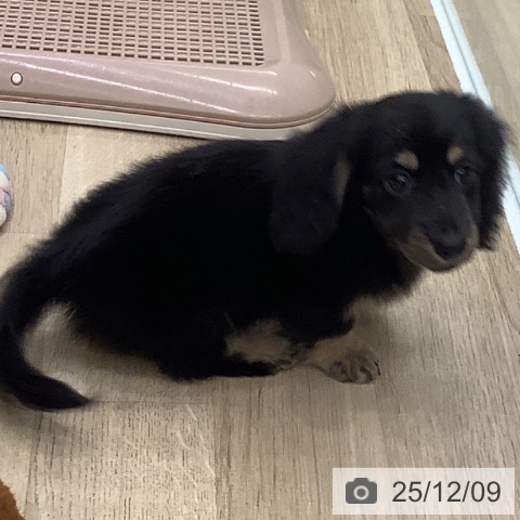 ミニチュア・ダックスフンドの写真