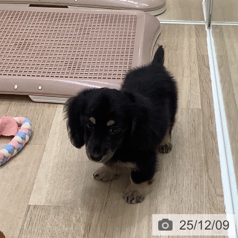 ミニチュア・ダックスフンドの写真