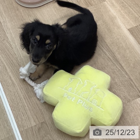 大阪府のミニチュアダックスフンド(ロング) (ペットプラス 鶴見店/2025年10月8日生まれ/男の子/ブラックイエロー)の子犬の3枚目の画像