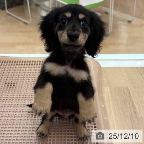 ミニチュア・ダックスフンドの写真