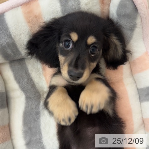 ミニチュア・ダックスフンドの写真