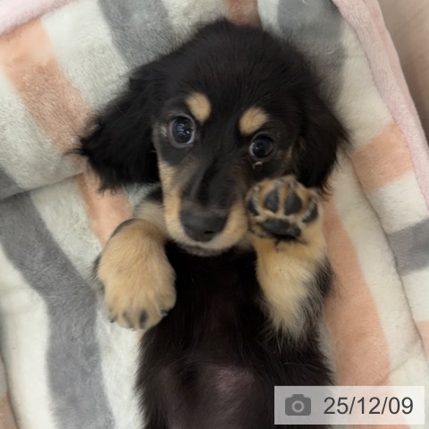 ミニチュア・ダックスフンドの写真