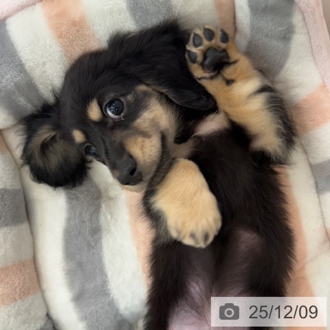 ミニチュア・ダックスフンドの写真