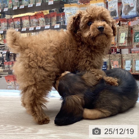 大阪府のトイプードル(トイ) (ペットプラス ららぽーと和泉店/2025年10月7日生まれ/男の子/アプリコット)の子犬の4枚目の画像