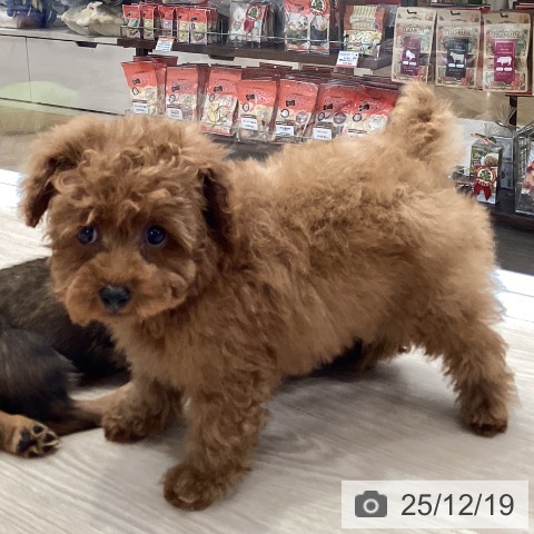 大阪府のトイプードル(トイ) (ペットプラス ららぽーと和泉店/2025年10月7日生まれ/男の子/アプリコット)の子犬の3枚目の画像